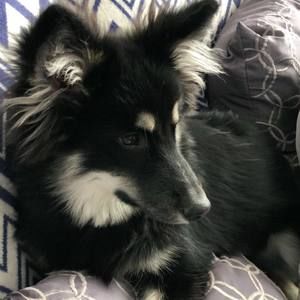 Meet your Posher, Rey